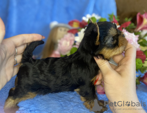 Photo №2 to announcement № 20568 for the sale of yorkshire terrier - buy in United States breeder