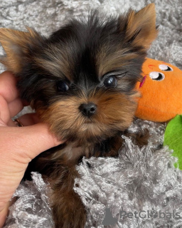 Photo №3. Yorkshire Terrier. Germany