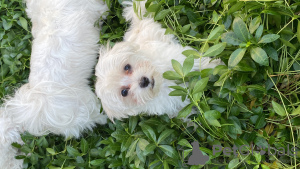 Additional photos: Maltese puppies for sale 3 months old
