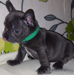 Photo №2 to announcement № 115324 for the sale of french bulldog - buy in United Kingdom breeder