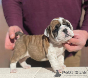 Photo №1. english bulldog - for sale in the city of Beverly Hills | 350$ | Announcement № 100199