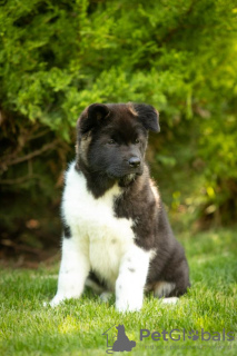 Photo №1. american akita - for sale in the city of Dnipro | 1414$ | Announcement № 69326