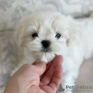 Photo №2 to announcement № 123034 for the sale of maltese dog - buy in Hungary private announcement