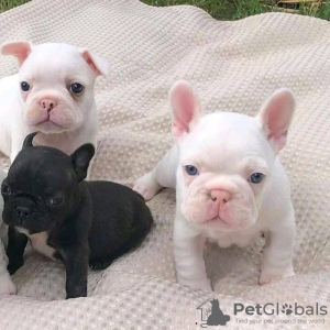 Photo №4. I will sell french bulldog in the city of Wurzen. private announcement - price - 260$