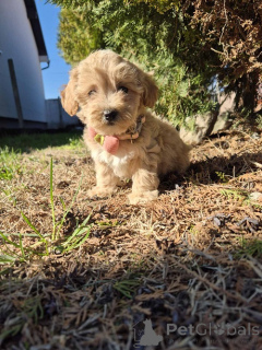 Photo №4. I will sell maltipu in the city of Vilovo. breeder - price - 413$