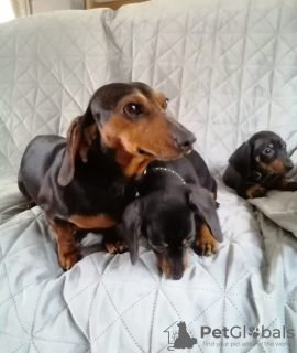 Photo №3. Female Miniature Dachshund puppies. United States