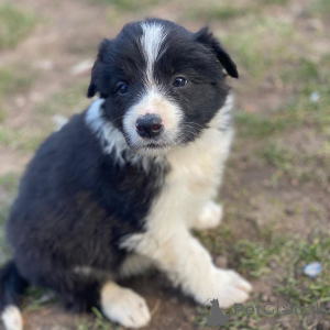 Photo №2 to announcement № 136954 for the sale of border collie - buy in Switzerland breeder