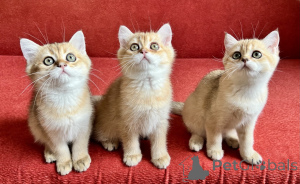 Photo №2 to announcement № 147117 for the sale of scottish straight - buy in Slovakia breeder