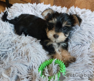 Photo №4. I will sell yorkshire terrier in the city of Naperville. breeder - price - 500$