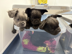 Photo №2 to announcement № 160960 for the sale of french bulldog - buy in France private announcement, breeder
