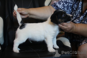 Additional photos: Jack Russell Terrier puppy