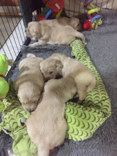 Photo №4. I will sell golden retriever in the city of Quaregnon. breeder - price - 423$