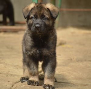 Photo №1. german shepherd - for sale in the city of Samara | 466$ | Announcement № 3044