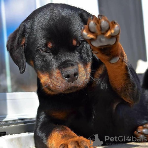 Photo №1. rottweiler - for sale in the city of Helsinki | 634$ | Announcement № 80564