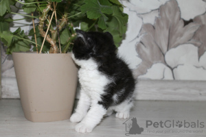 Photo №4. I will sell selkirk rex shorthair in the city of Novosibirsk. private announcement - price - negotiated