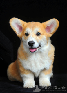 Photo №1. welsh corgi - for sale in the city of Ровно | 1374$ | Announcement № 92839