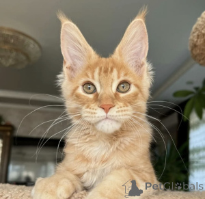 Photo №1. maine coon - for sale in the city of Baden Baden | 1022$ | Announcement № 163724