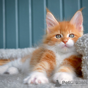 Photo №2 to announcement № 117797 for the sale of maine coon - buy in Poland 