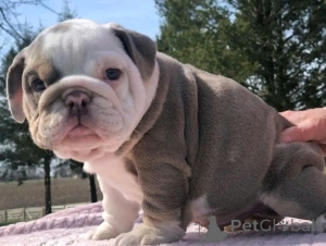 Photo №3. English bulldog puppies are available for adoption. Germany