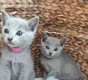 Photo №1. russian blue - for sale in the city of Антверпен | Is free | Announcement № 112776