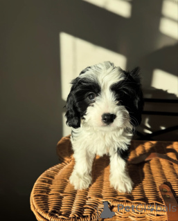 Photo №1. cavalier king charles spaniel - for sale in the city of Andel | negotiated | Announcement № 155452