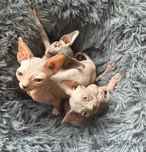 Photo №1. sphynx cat - for sale in the city of Bonn | 465$ | Announcement № 166289