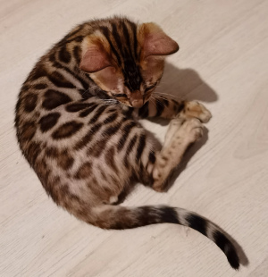 Photo №1. bengal cat - for sale in the city of Orenburg | negotiated | Announcement № 7113