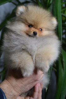 Photo №1. pomeranian - for sale in the city of Rostov-on-Don | 347$ | Announcement № 5910