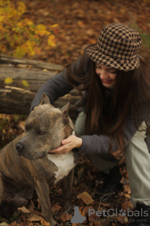 Photo №4. I will sell american pit bull terrier in the city of Kharkov. private announcement, breeder - price - negotiated
