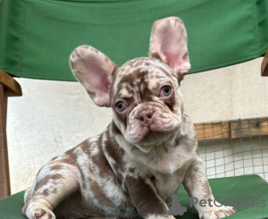 Photo №1. french bulldog - for sale in the city of Nachod | Is free | Announcement № 96522
