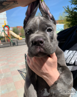 Photo №3. Italian Cane Corso puppies. Russian Federation