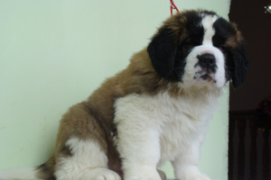 Photo №1. st. bernard - for sale in the city of Barnaul | 404$ | Announcement № 4902