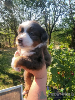 Photo №1. australian shepherd - for sale in the city of Iowa City | 400$ | Announcement № 111390