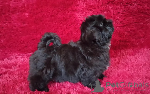 Photo №2 to announcement № 51361 for the sale of shih tzu - buy in Ukraine breeder