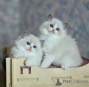 Photo №1. ragdoll - for sale in the city of Bremen | 282$ | Announcement № 138747