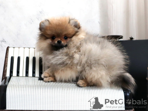 Additional photos: Pomeranian Girl, Orange Sable