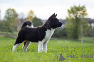 Additional photos: American Akita puppies