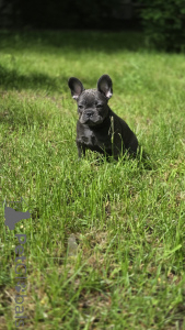 Photo №1. french bulldog - for sale in the city of Moscow river | 890$ | Announcement № 169204