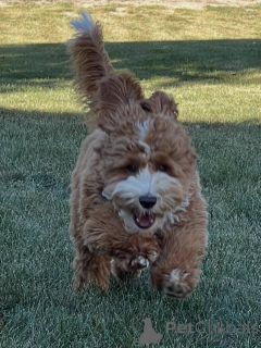 Photo №1. labradoodle - for sale in the city of Degerby | negotiated | Announcement № 157219