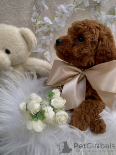 Additional photos: Red toy poodle puppies