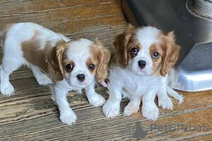 Photo №3. Cavalier King Charles Spaniel Puppies For adoption. Finland