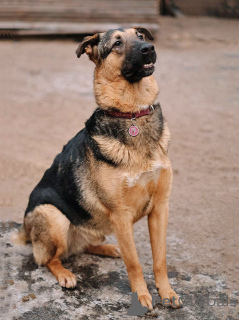 Photo №2 to announcement № 165126 for the sale of non-pedigree dogs - buy in Russian Federation private announcement