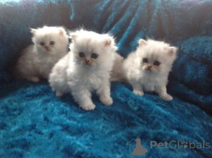 Photo №1. persian cat - for sale in the city of Anjala | negotiated | Announcement № 161987