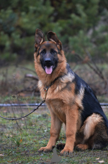 Photo №1. german shepherd - for sale in the city of Kiev | negotiated | Announcement № 6495
