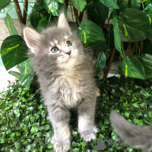 Photo №1. maine coon - for sale in the city of Enns | negotiated | Announcement № 166215