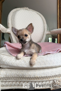 Photo №3. CUTE Chihuahua x Yorkiehuahua Puppies. Australia