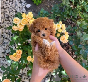 Photo №2 to announcement № 120680 for the sale of poodle (toy) - buy in Belgium private announcement, breeder