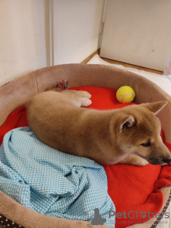 Photo №4. I will sell shiba inu in the city of Warsaw. private announcement - price - negotiated