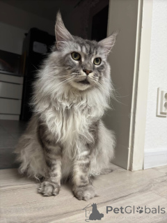 Photo №2 to announcement № 138043 for the sale of maine coon - buy in Spain private announcement