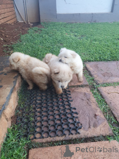 Photo №3. amazing chow chow puppies for sale and Adoption . United States